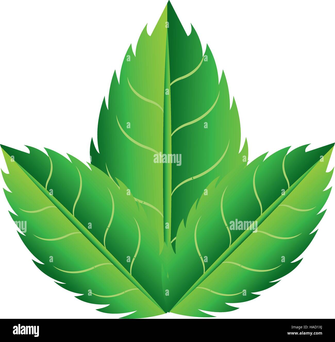 leaf plant isolated icon vector illustration design Stock Vector Image ...