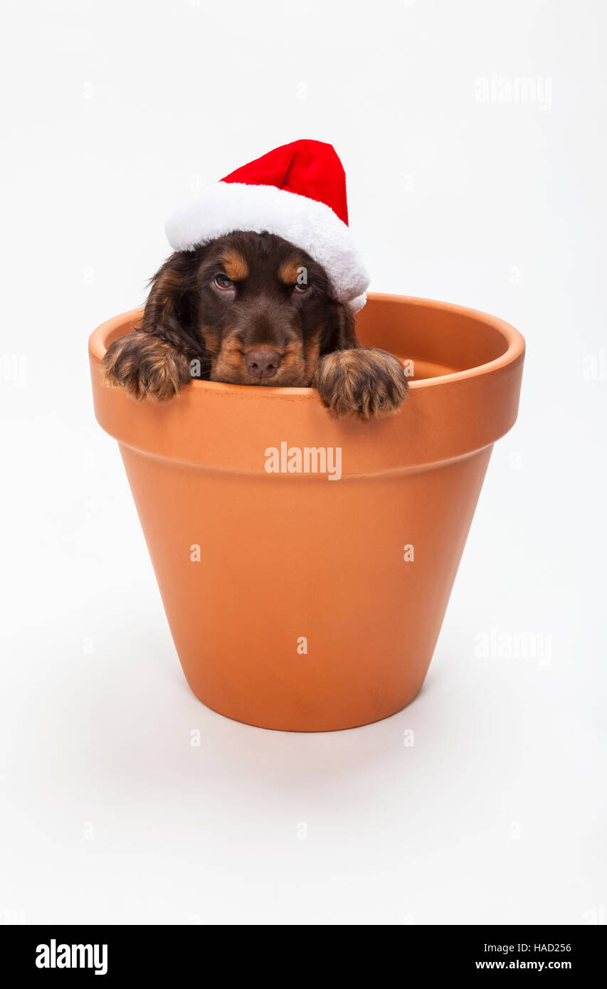 Cute Cocker Spaniel puppy dog wearing a Christmas Santa hat looking out from inside a big flower pot Stock Photo