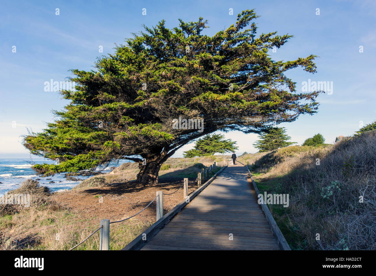 Woman walking dogs on wooden boardwalk; Cypress tree; San Simeon State Park; San Simeon; California; USA Stock Photo