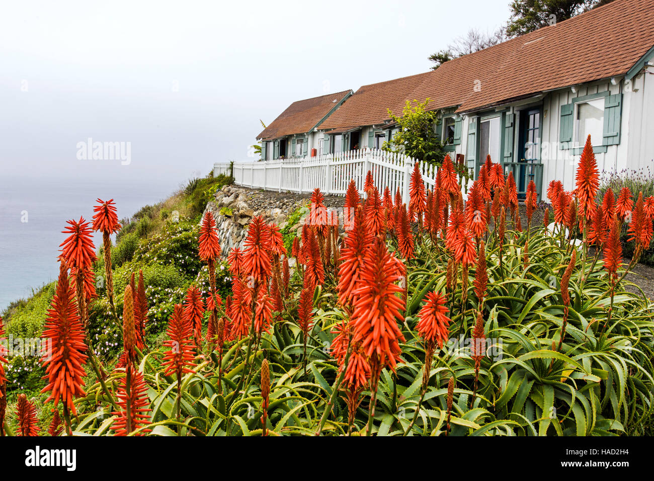 Aloe arborescens growing in a garden at the Lucia Lodge, Lucia, California, USA. Lucia is on the Big Sur coast & Pacific Ocean Stock Photo