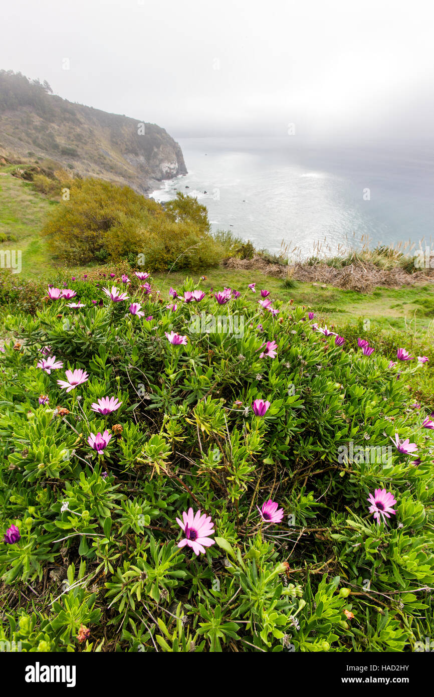 Common Daisies, Lucia Lodge, Lucia, California, USA.  Lucia is on the Big Sur coast & Pacific Ocean. Stock Photo