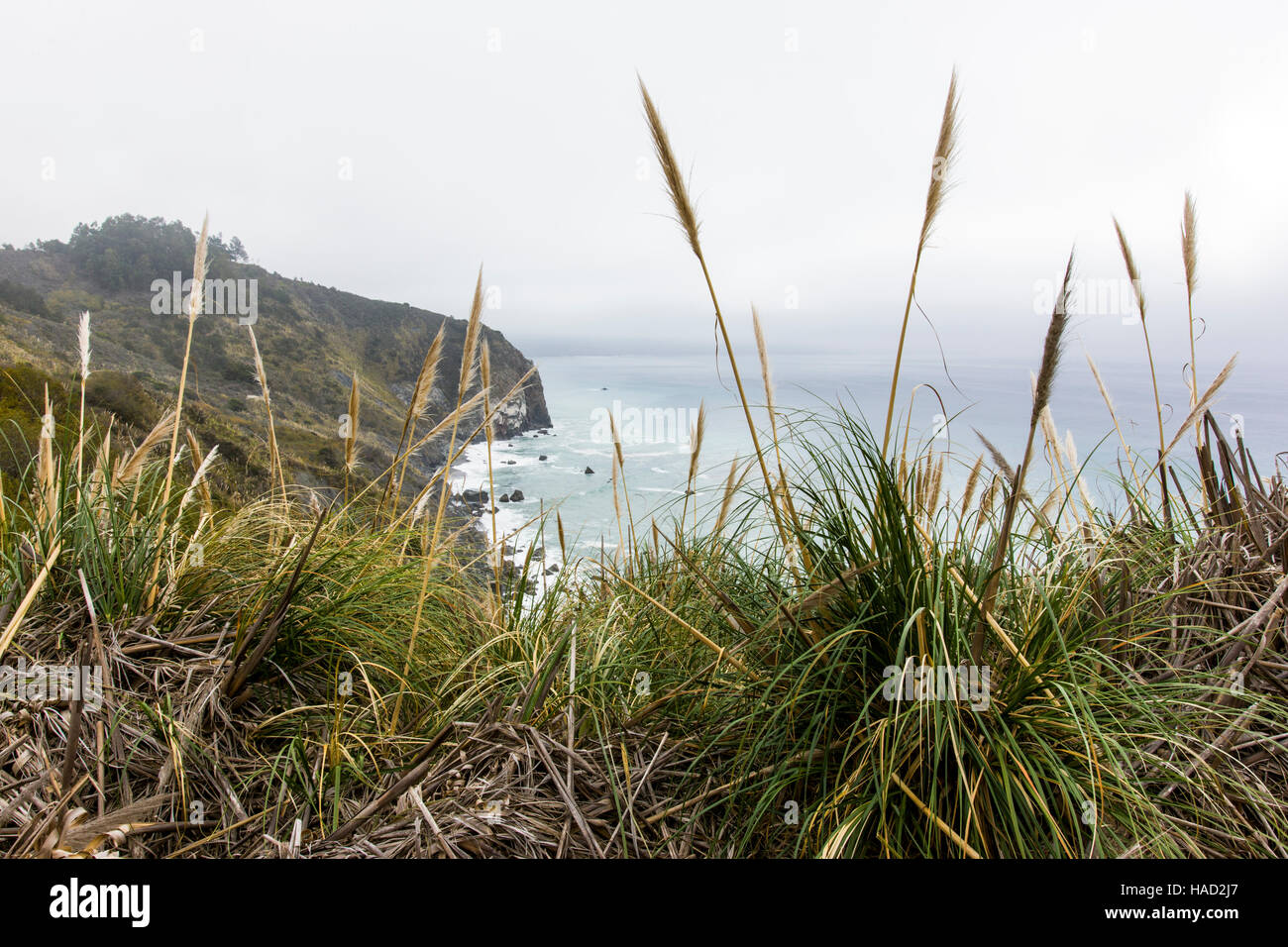 Pampas grass (Cortaderia selloana) grows along the Big Sur coast