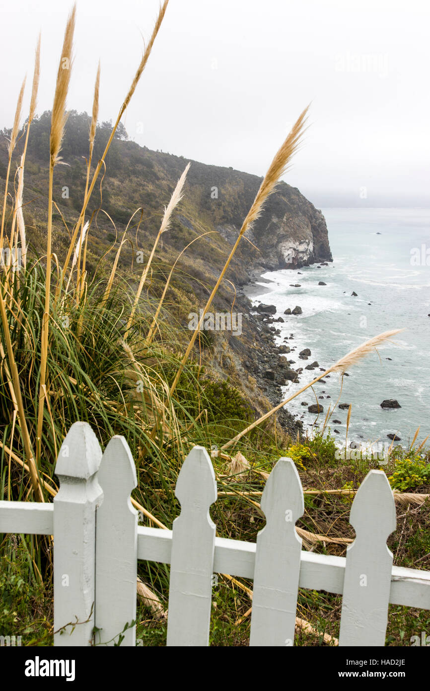Pampas grass (Cortaderia selloana) grows along the Big Sur coast
