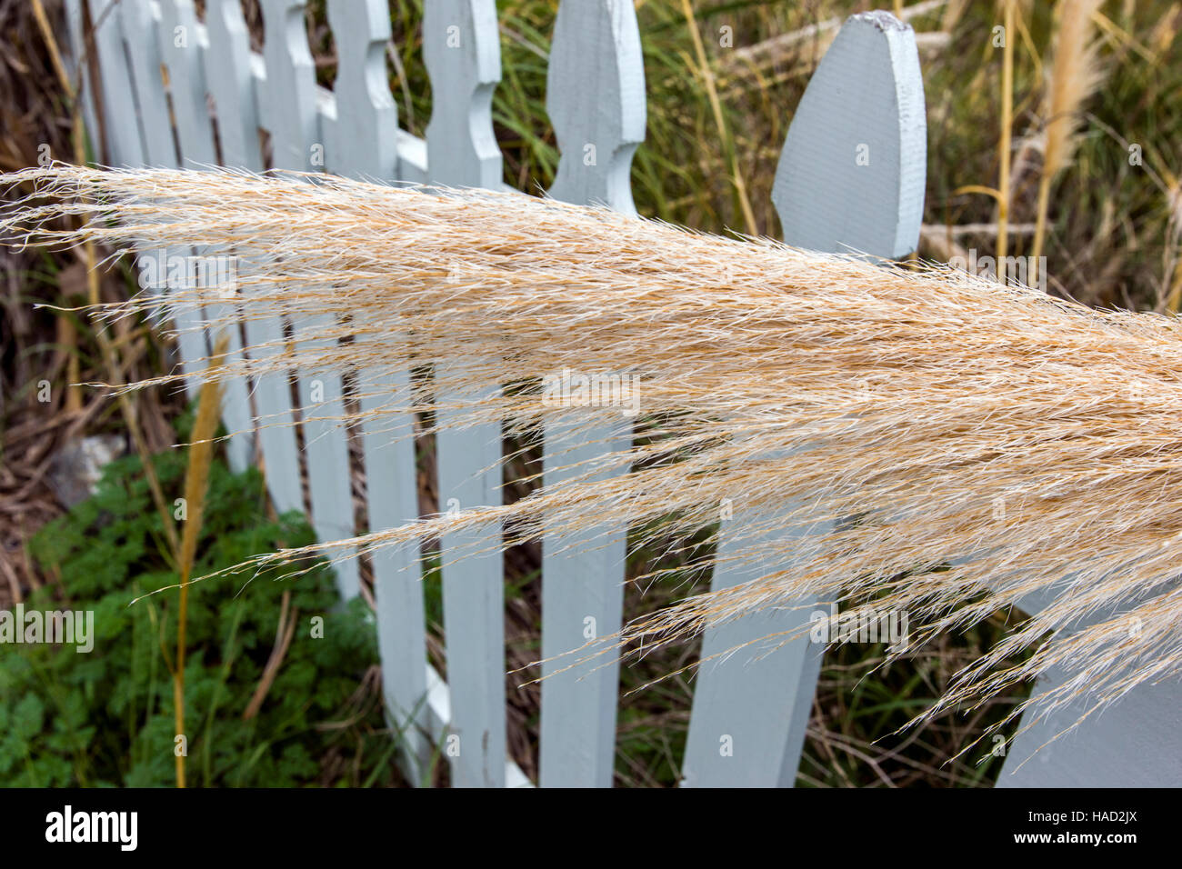 Pampas grass (Cortaderia selloana) grows along the Big Sur coast