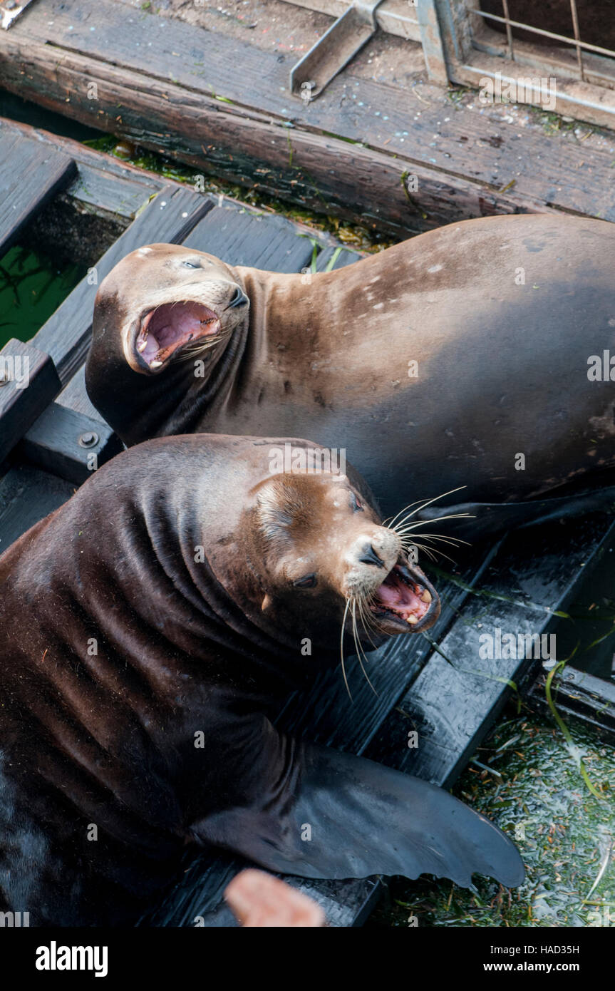 Sea lions aren't acting like themselves — they're more aggressive