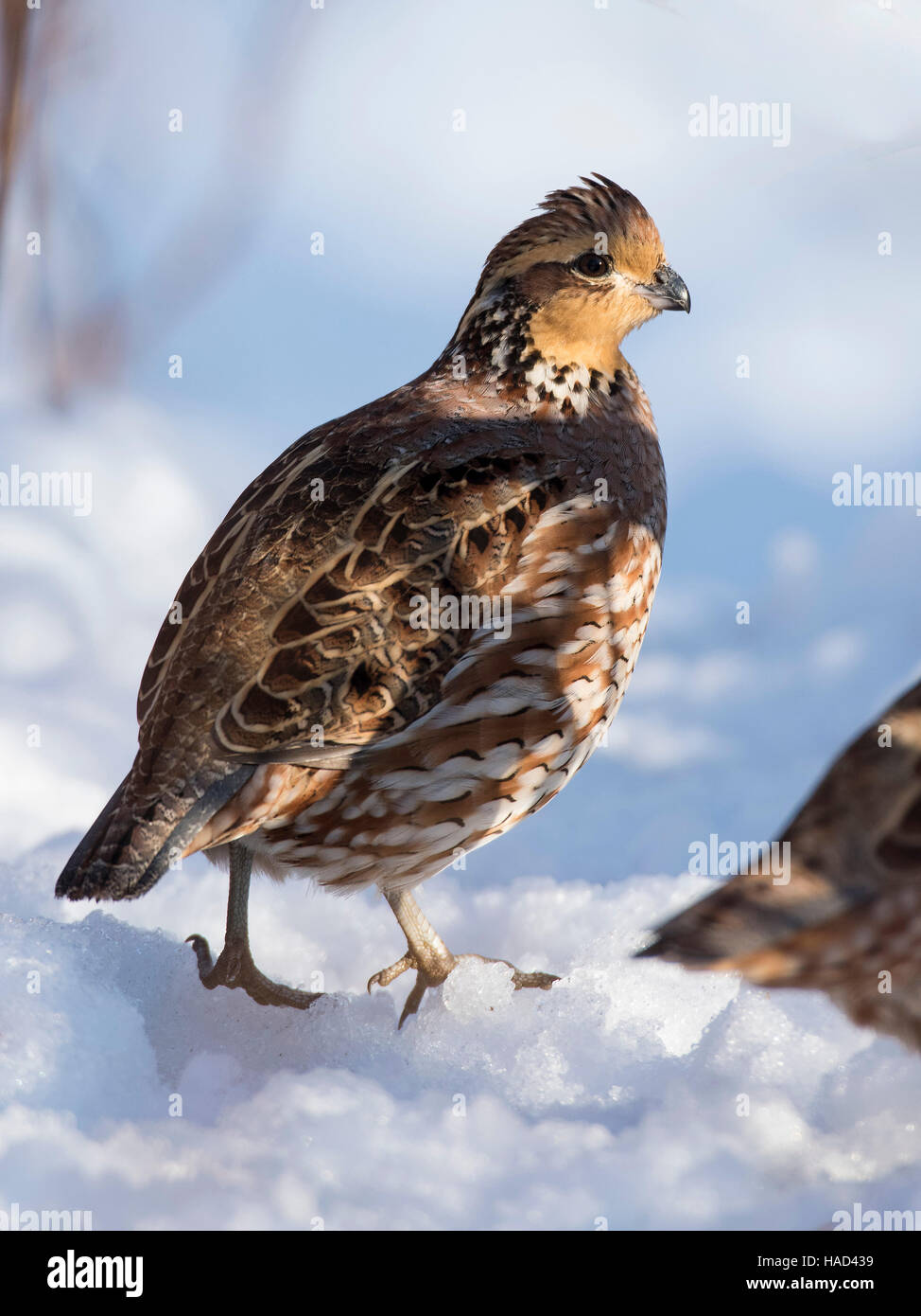 A Female Bobwhite Quail walking on snow Stock Photo - Alamy