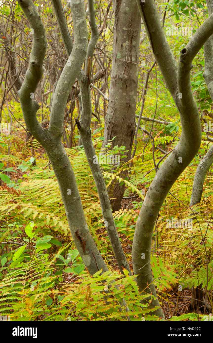 Twisted Tree Trunks Trustom Pond National Wildlife Refuge Rhode Island Stock Photo Alamy