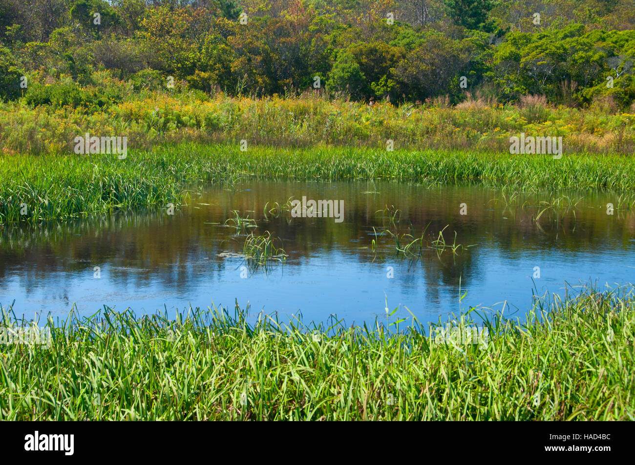 Pond, Clay Head Preserve, Block Island, Rhode Island Stock Photo - Alamy