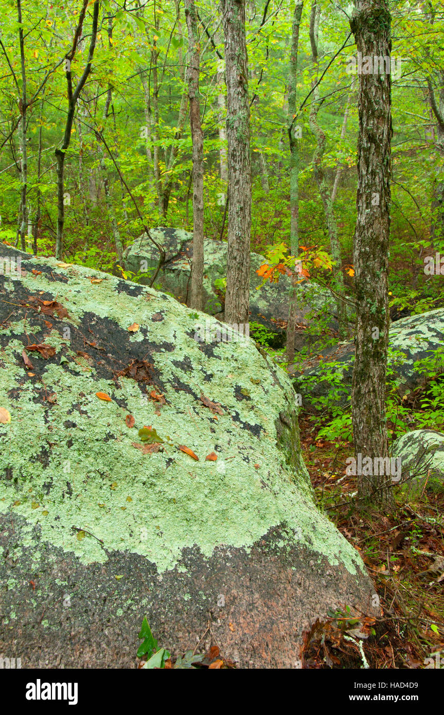 Rock with crustose lichen, Arcadia Management Area, Rhode Island Stock