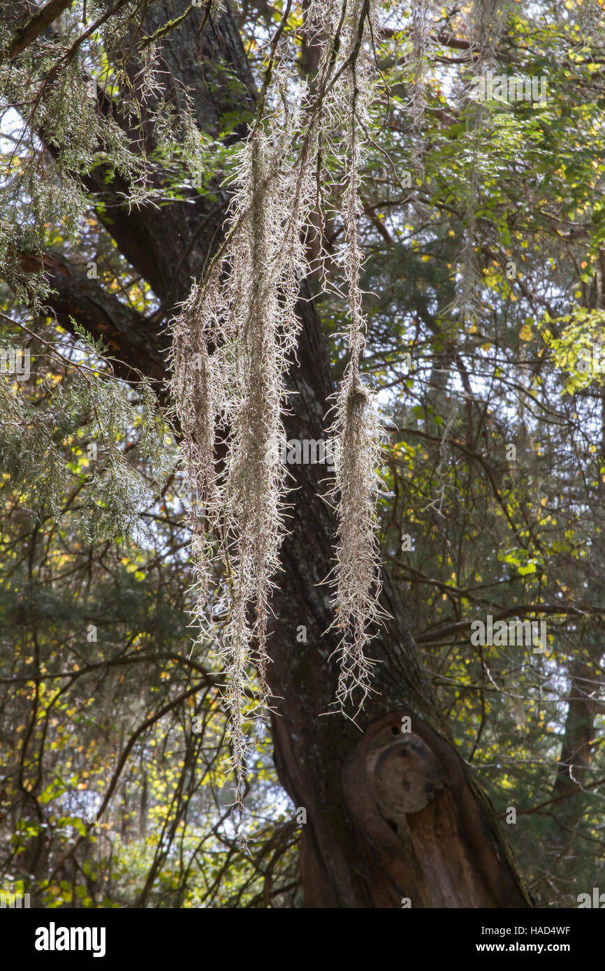 Spanish moss hanging from tree branches in rural Mississippi, USA Stock Photo Alamy