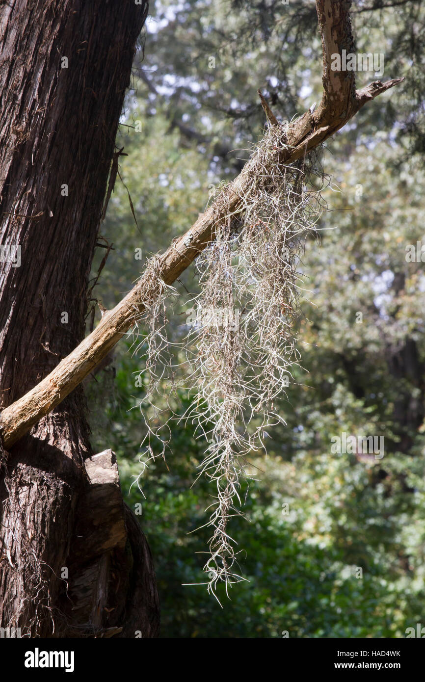 Spanish moss hanging from tree branches in rural Mississippi, USA Stock Photo Alamy