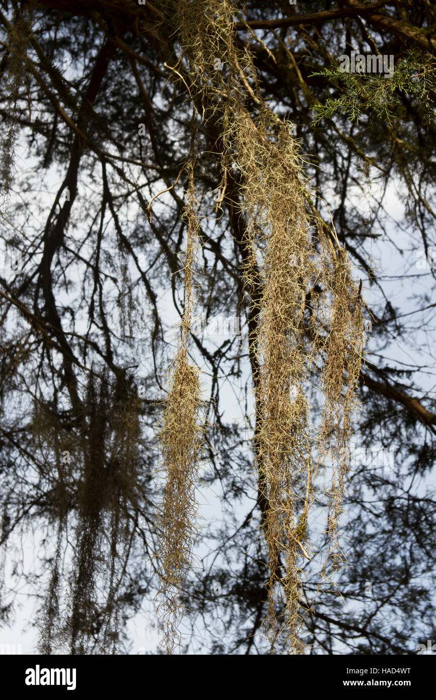 Spanish moss hanging from tree branches in rural Mississippi, USA Stock Photo Alamy
