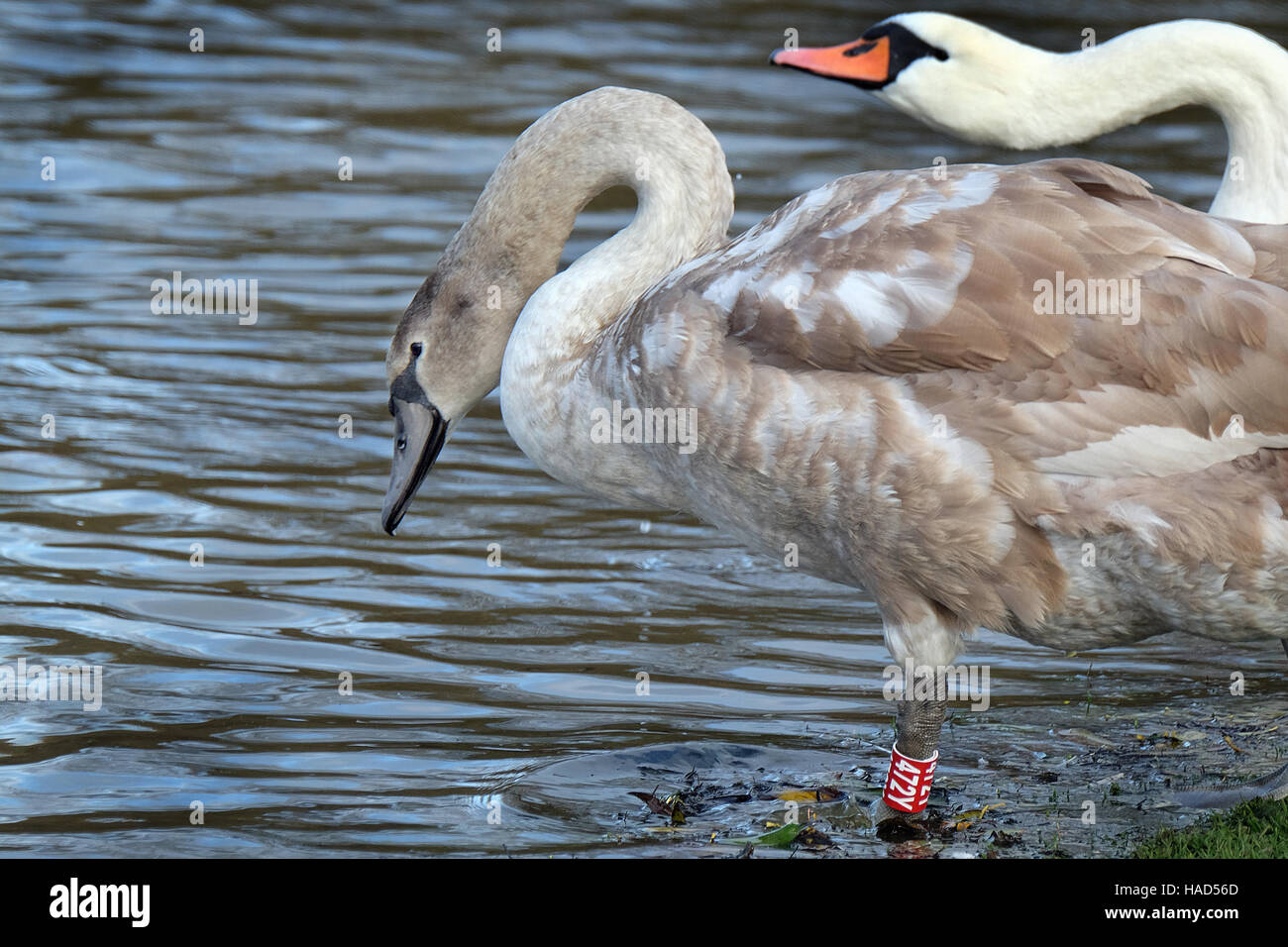 Cygnet entering the water. Swans are birds of the family Anatidae within the genus Cygnus Stock Photo