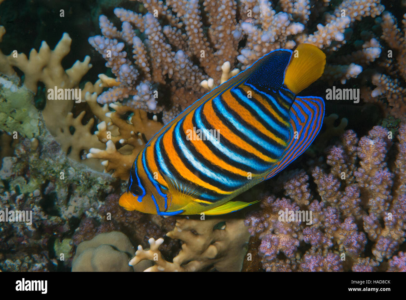 Royal angelfish, Pygoplites diacanthus, Pomacanthidae,  Red Sea, Sharm el-Sheikh, Egypt Stock Photo