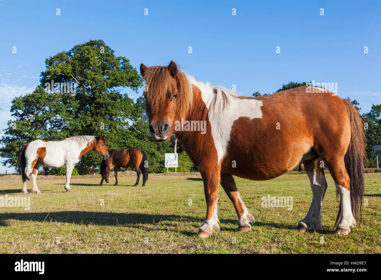 England, Hampshire, New Forest, Ponies Grazing Stock Photo - Alamy
