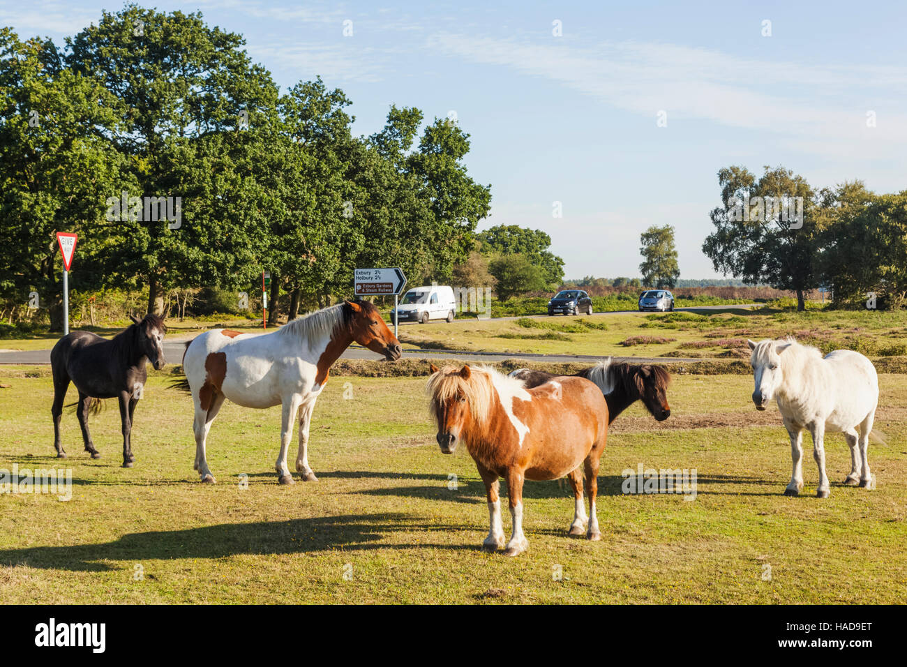 England, Hampshire, New Forest, Ponies and Horses Grazing Stock Photo