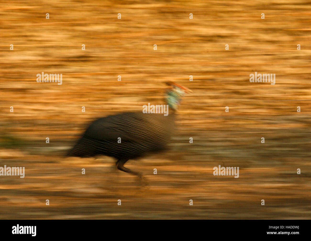 Helmeted Guineafowl, Numida meleagris, Mana Pools National Park. Zimbabwe Stock Photo