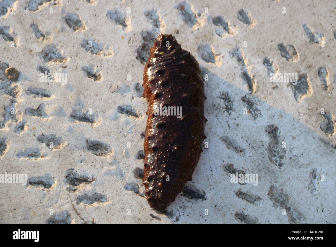 Sea cucumber hires stock photography and images Alamy