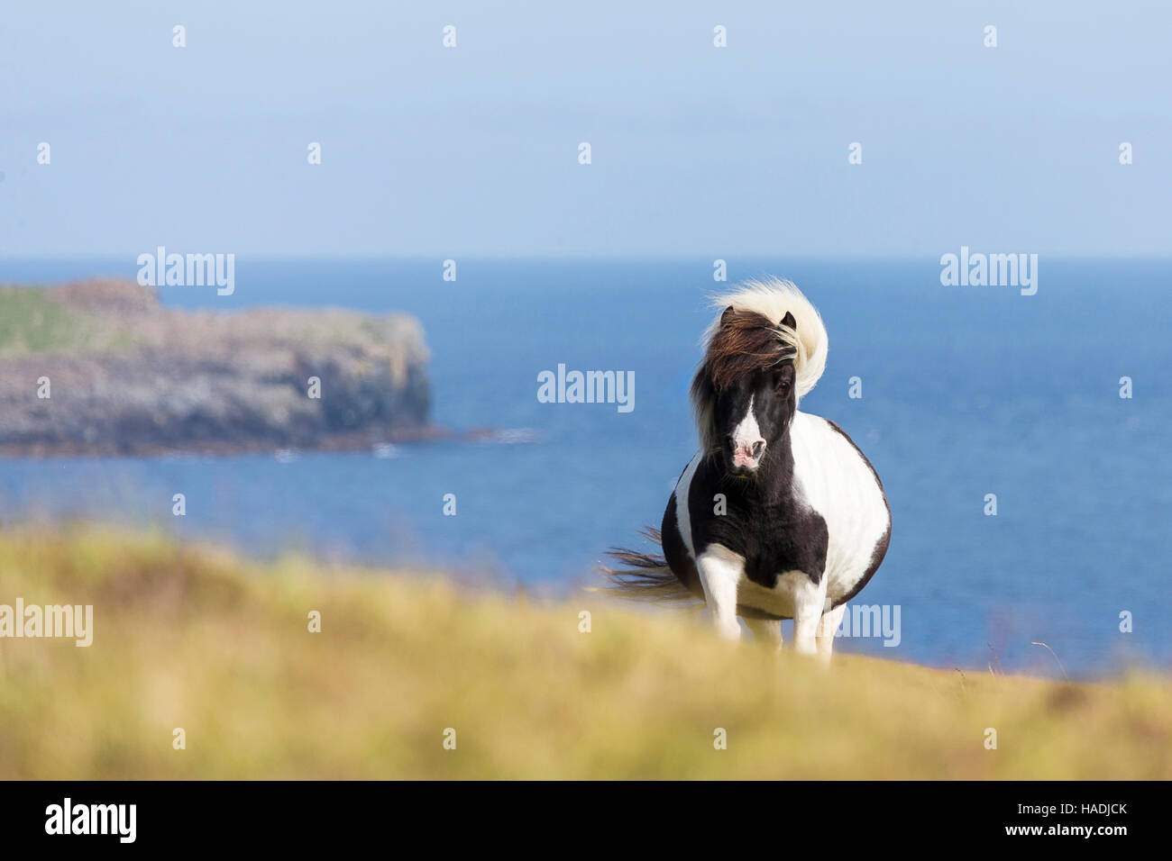 Shetland Pony. Piebald mare standing high above the coast. Shetlands, Unst, Scotland Stock Photo