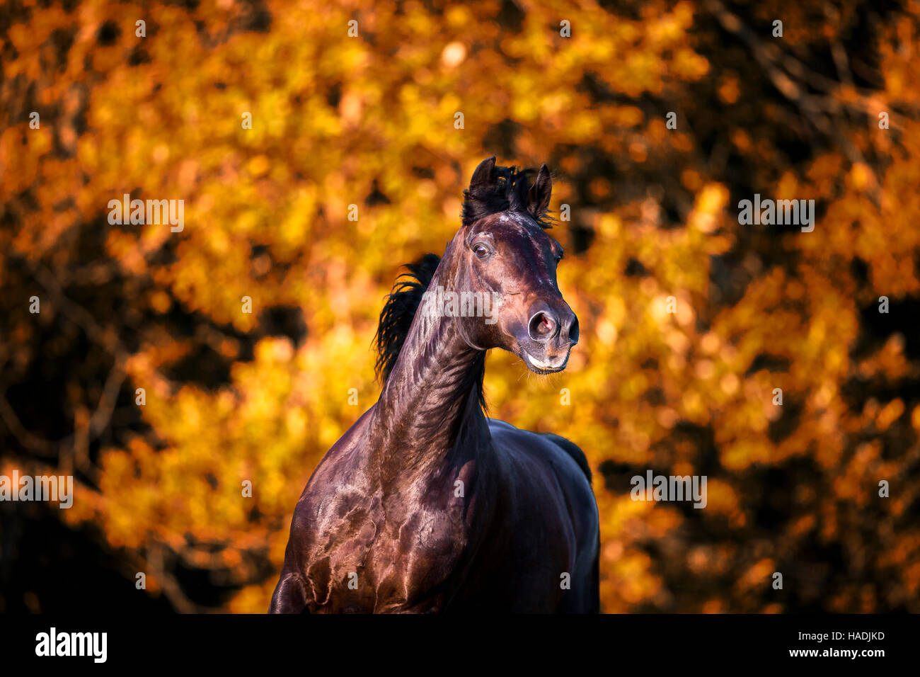 Grman Warmblood. Portrait of mahagony bay gelding with mane flowing