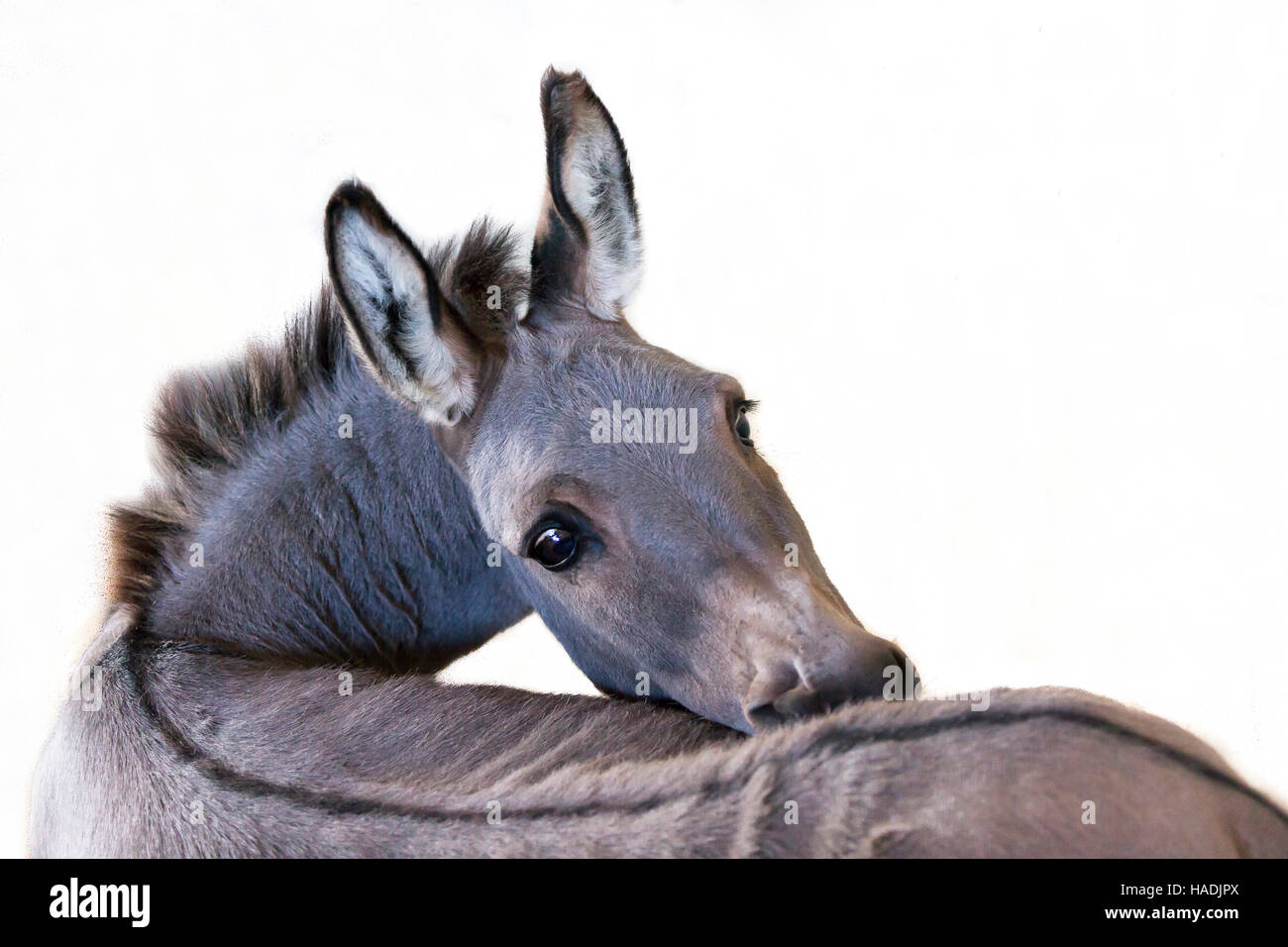Donkey Butt Donkey Butt