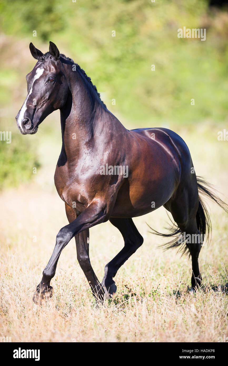 Oldenburg Horse. Dark bay mare trotting on a pasture. Germany Stock ...