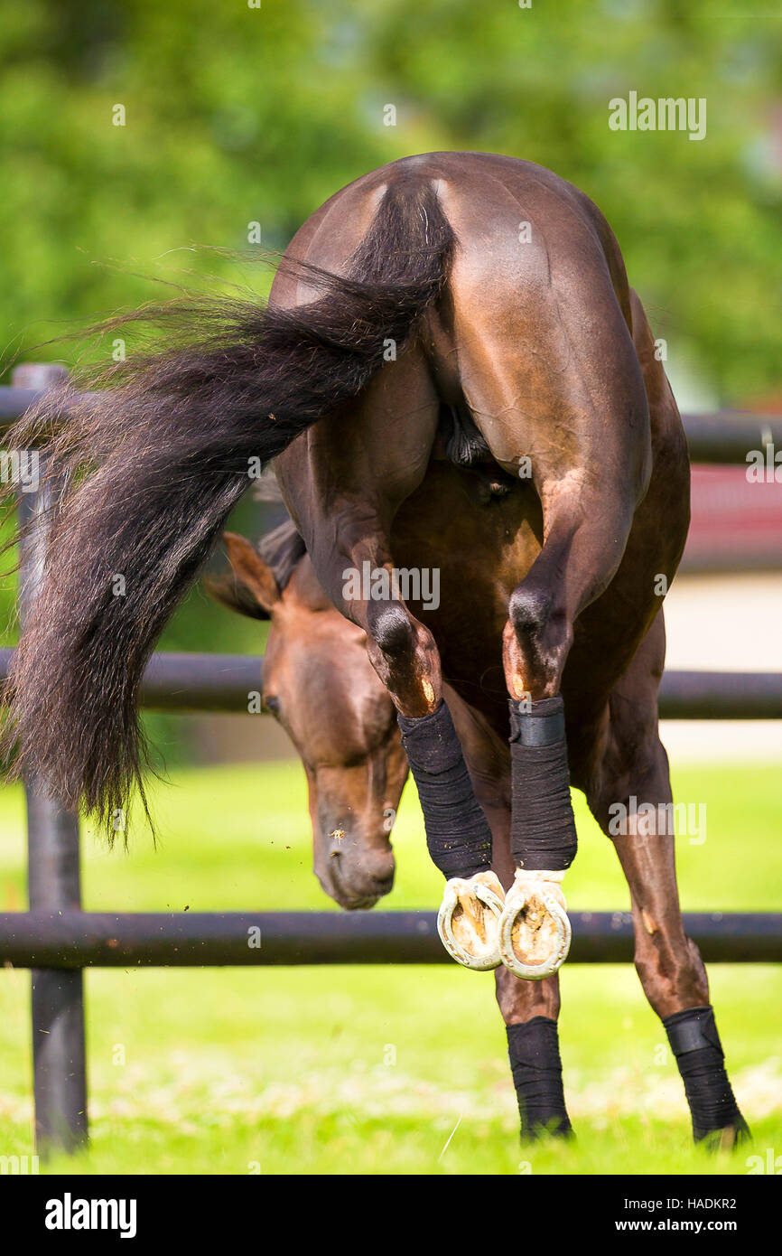 Oldenburg Horse. Chestnut stallion leaping on a pasture. Germany Stock Photo