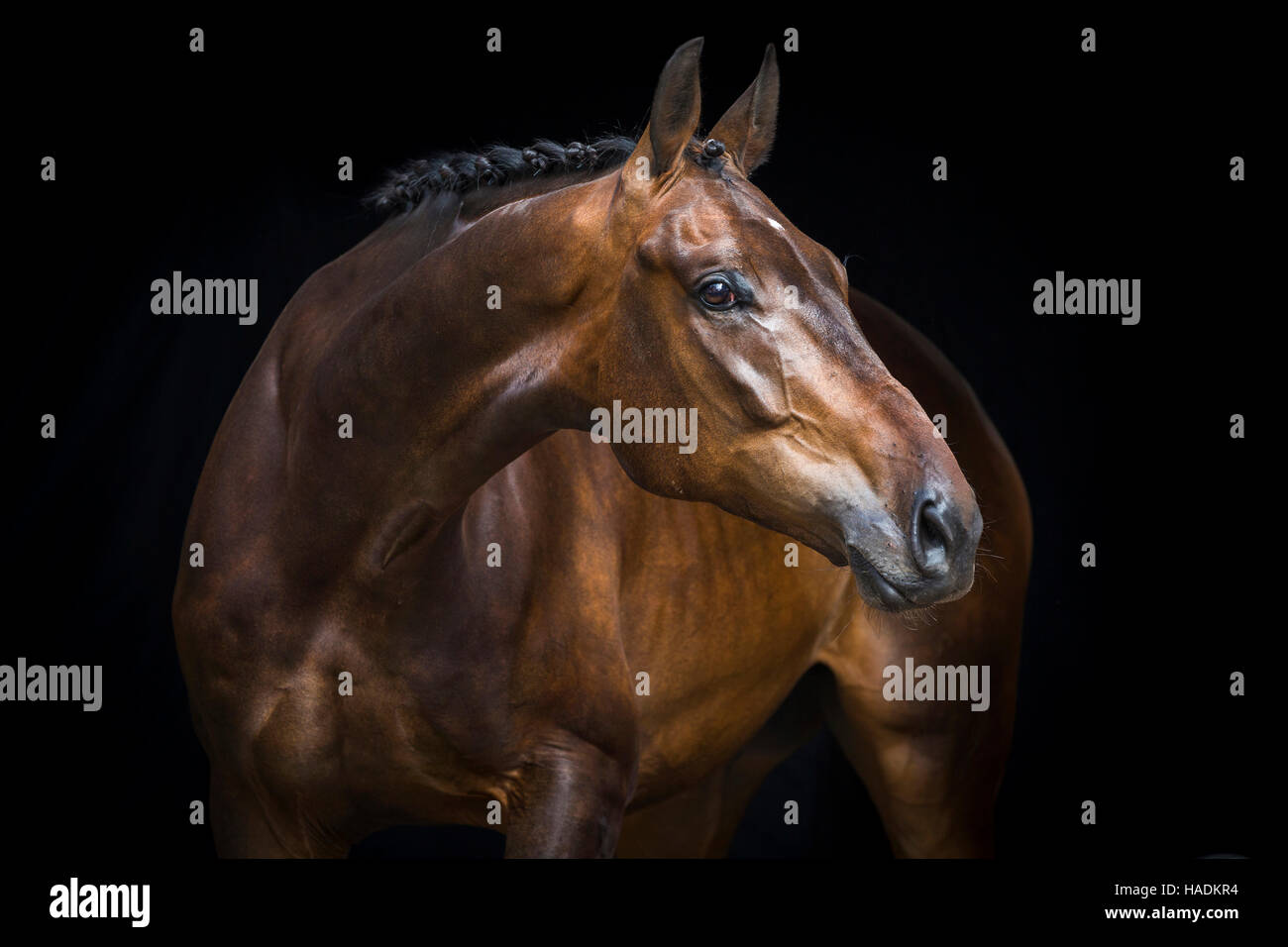 Oldenburg Horse. Portrait of bay gelding seen against a black