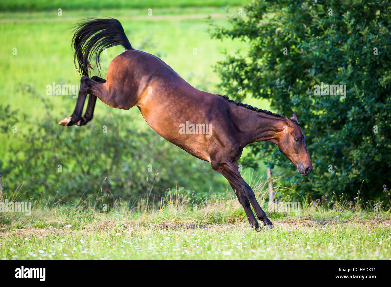 Oldenburg Horse. Bay gelding bucking on a meadow. Germany Stock Photo