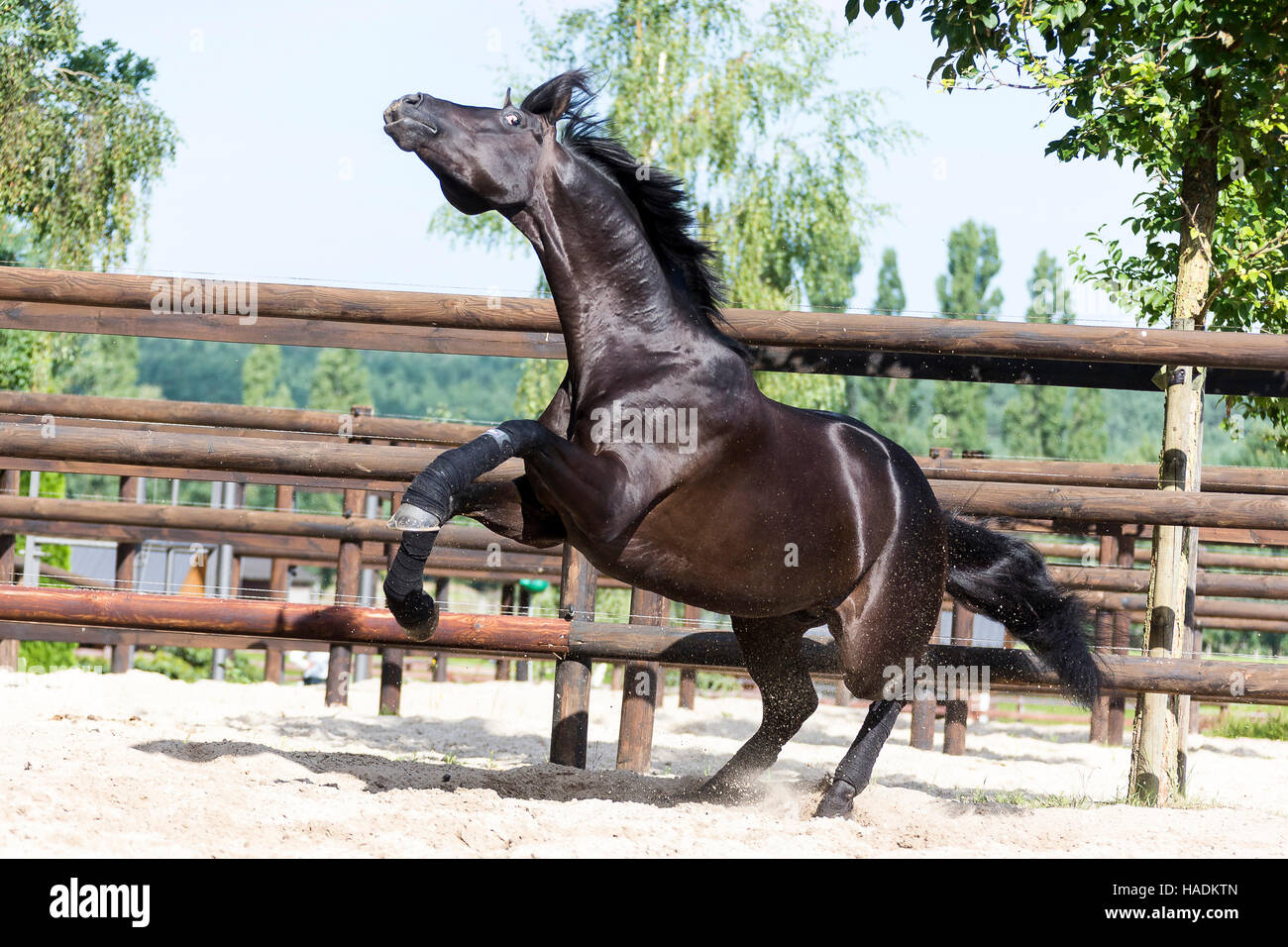 Oldenburg Horse. Black stallion showingoff in a paddock. Germany Stock