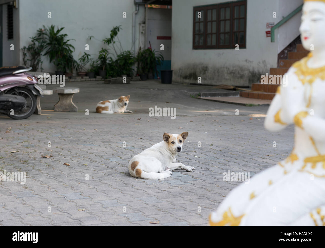 Soi dogs resting with Buddhist sculpture in foreground, Chiang Mai, Thailand Stock Photo