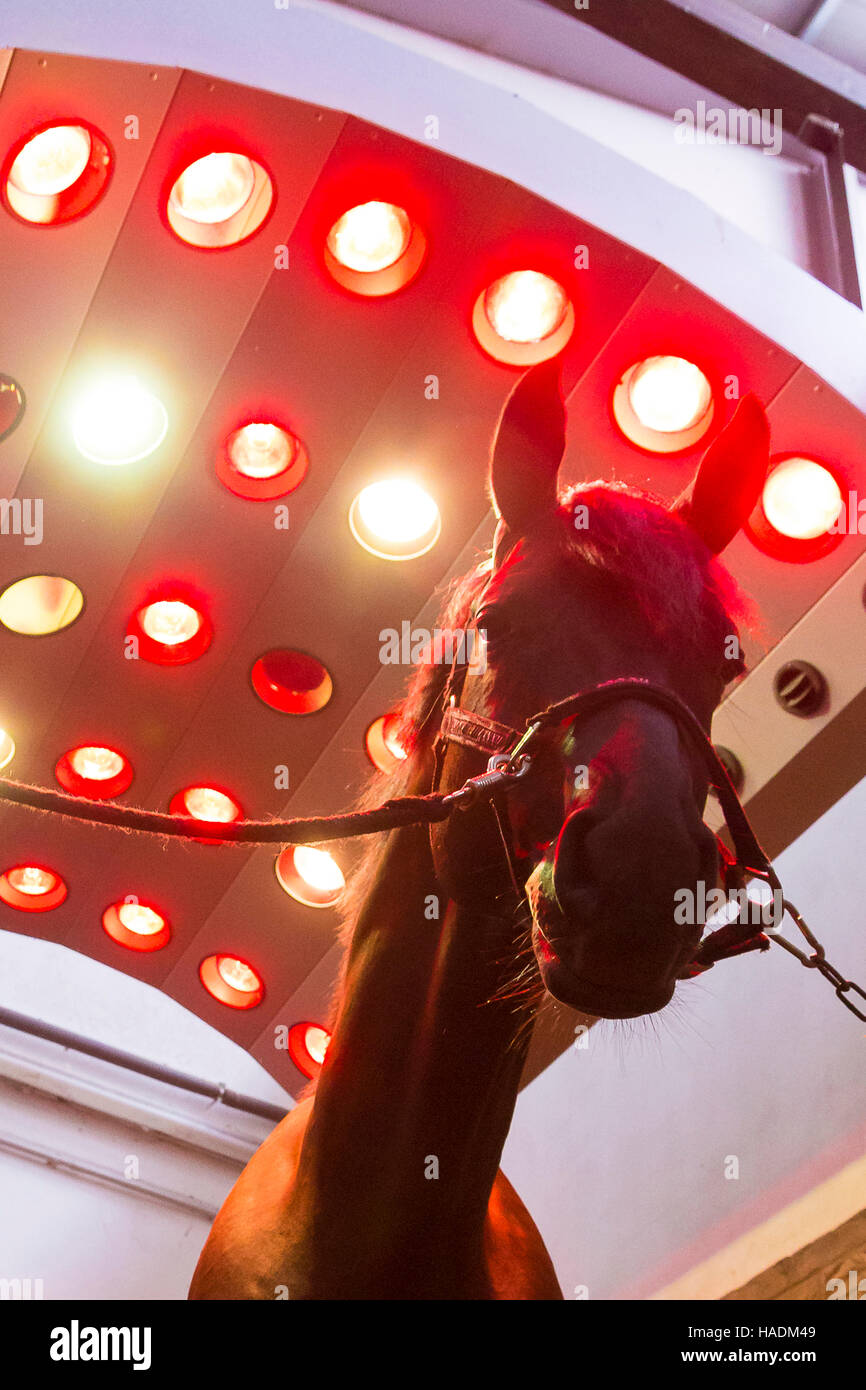 Warmblood Horse. Chestnut stallion standing in a solarium Stock Photo