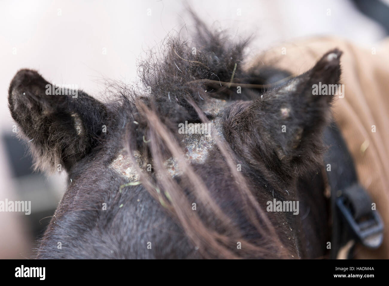 Domestic horse. Sweet itch sores on the head of a horse, Germany Stock