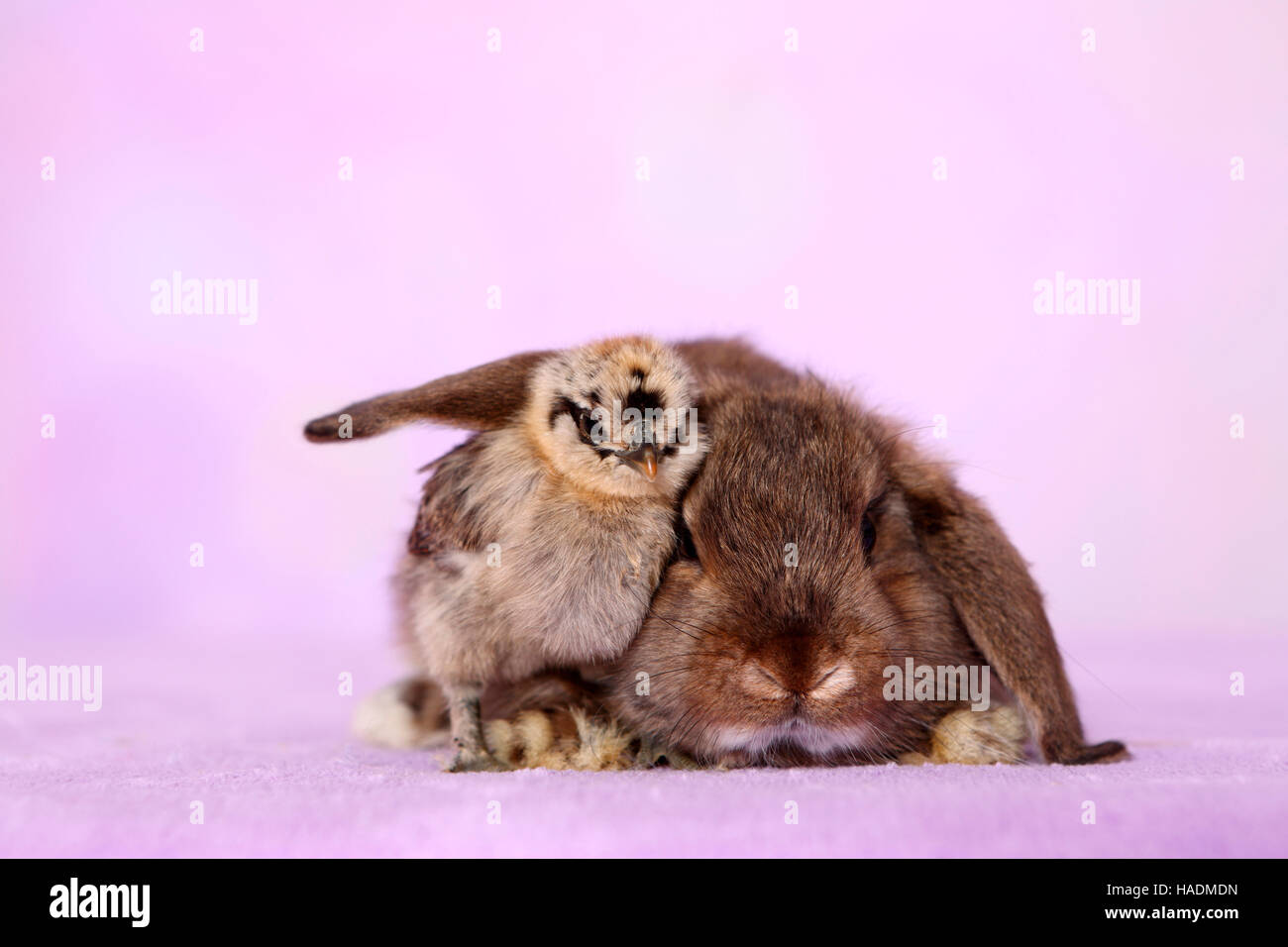 Chicken standing under ear of Dwarf lop-eared bunny. Germany. Studio ...