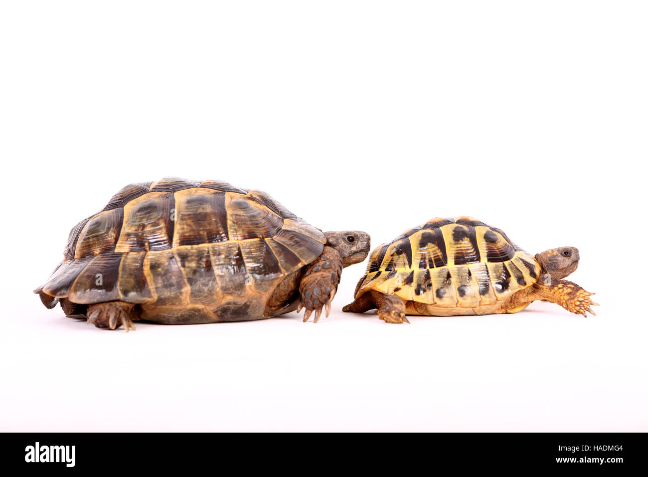 Hermanns Tortoise (Testudo hermanni) and Mediterranean Spur-thighed Tortoise, Greek Tortoise (Testudo graeca) seen from the side. Studio picture against a white background. Germany Stock Photo