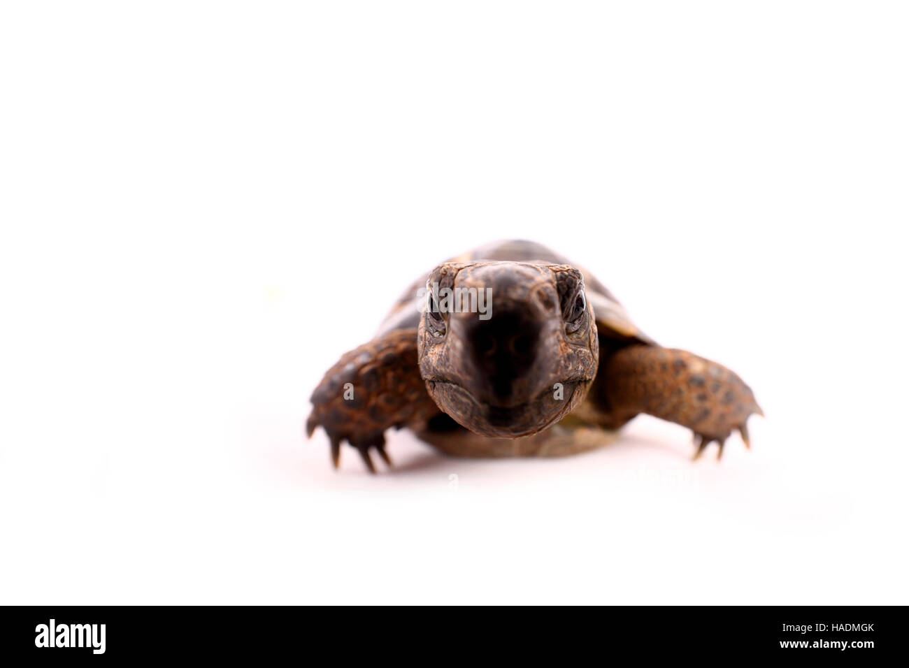 Mediterranean Spur-thighed Tortoise, Greek Tortoise (Testudo graeca). Adult, seen head-on. Studio picture against a white background. Germany Stock Photo
