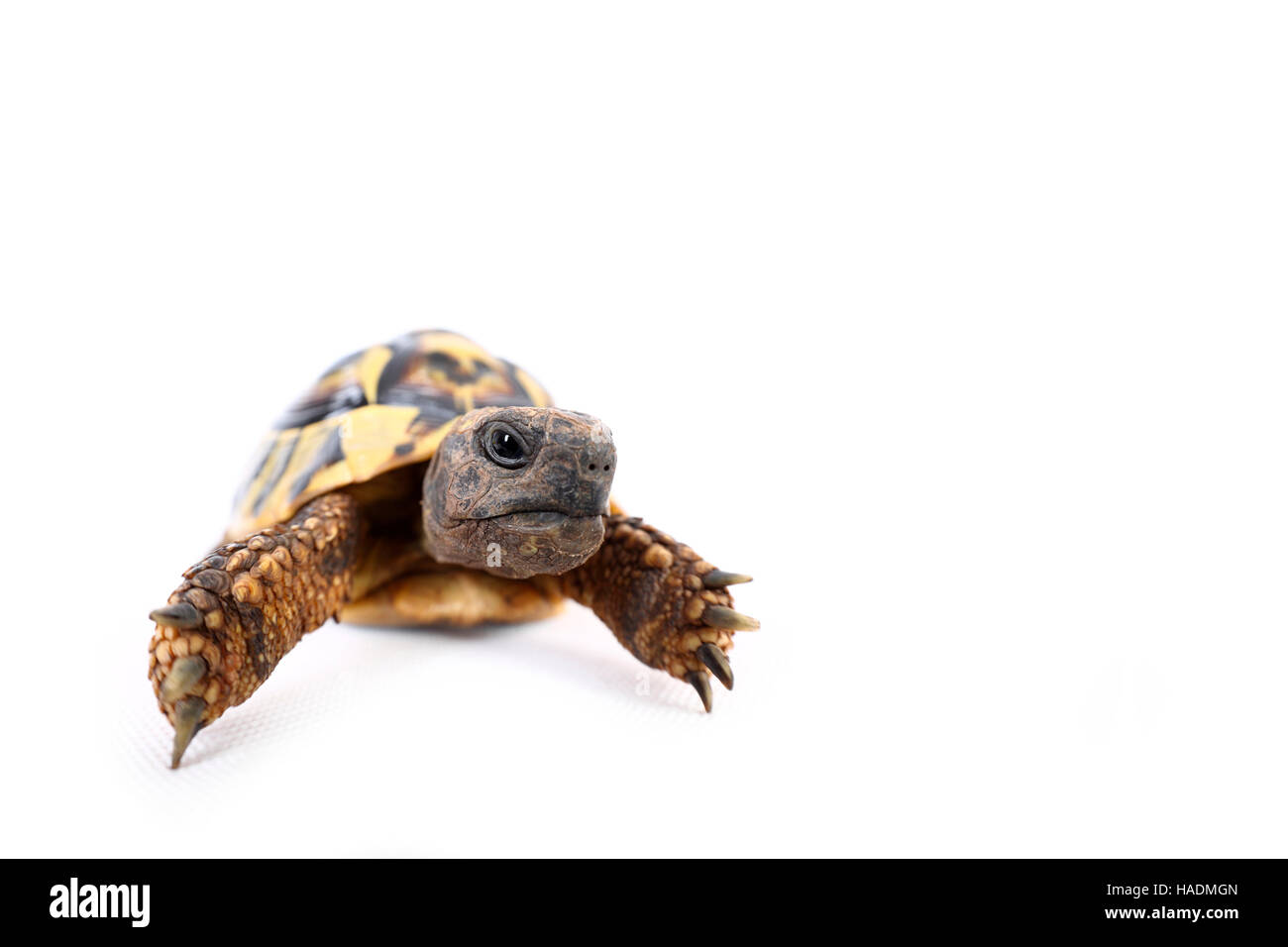 Hermanns Tortoise (Testudo hermanni). Adult seen head-on. Studio picture against a white background. Germany Stock Photo