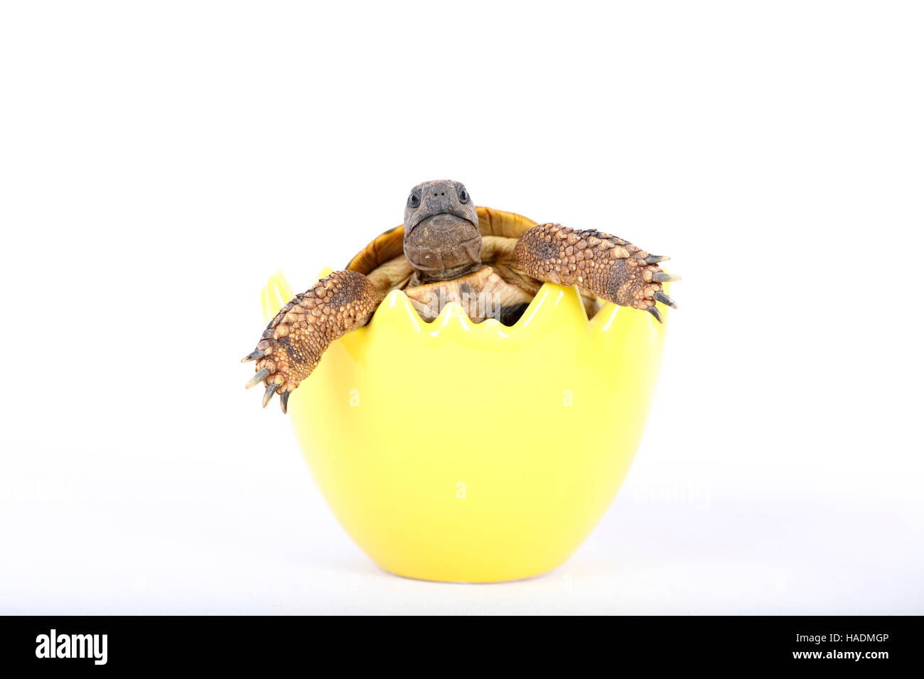 Hermanns Tortoise (Testudo hermanni) in a decorative pot, shaped like an eggshell. Studio picture against a white background. Germany Stock Photo