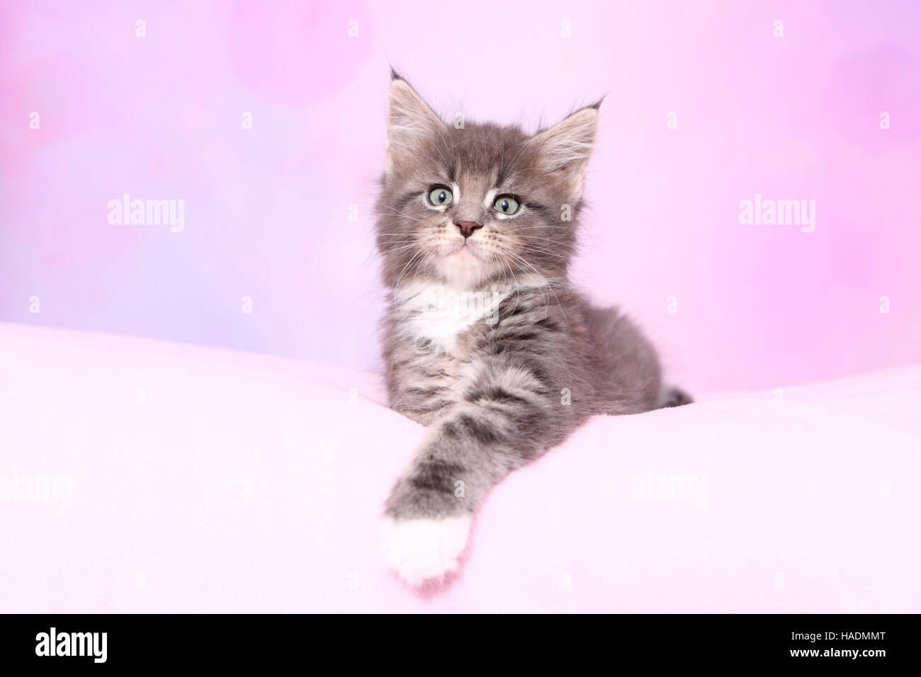 American Longhair, Maine Coon. Tabby kitten (8 weeks old) lying on a
