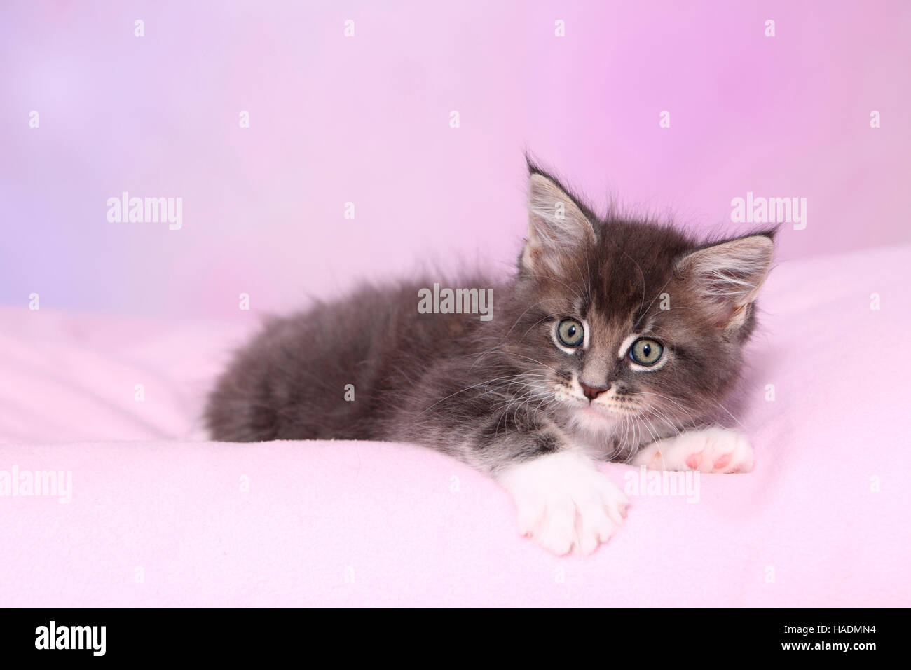 American Longhair, Maine Coon. Tabby kitten (8 weeks old) lying on a