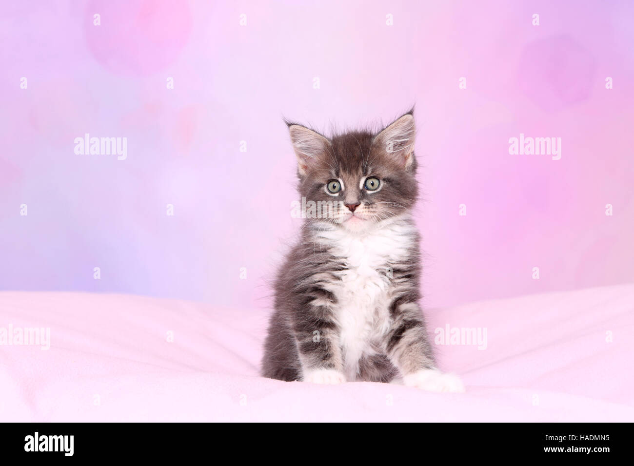 American Longhair, Maine Coon. Tabby kitten (8 weeks old) sitting on a