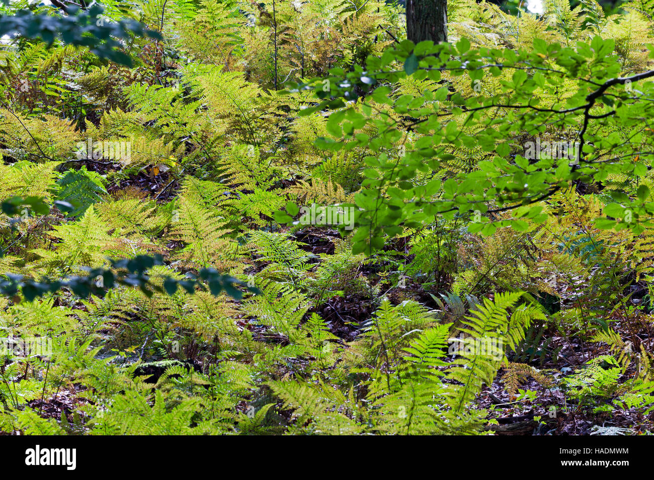 Broad Buckler Fern (Dryopteris dilatata) in autumnal forest. Germany Stock Photo