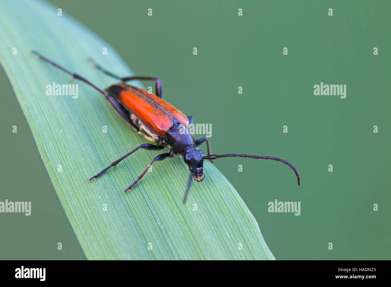 Longhorn Beetle (Stenurella melanura). Female on a blade of grass. Germany Stock Photo