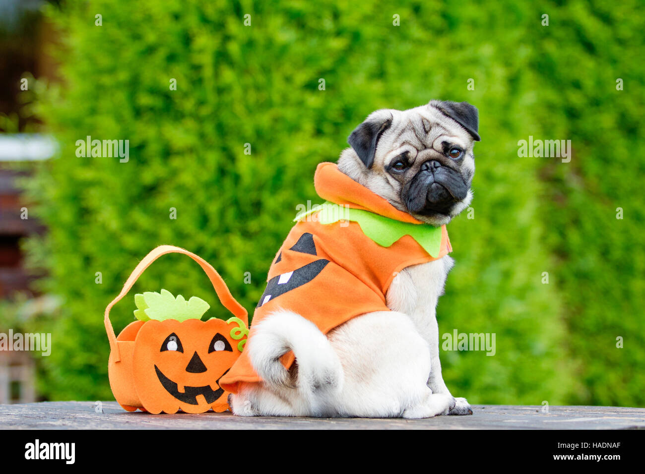 Pug. Adult male sitting next to a Halloween bag in a garden, wearing a  Halloween dress. Germany Stock Photo - Alamy