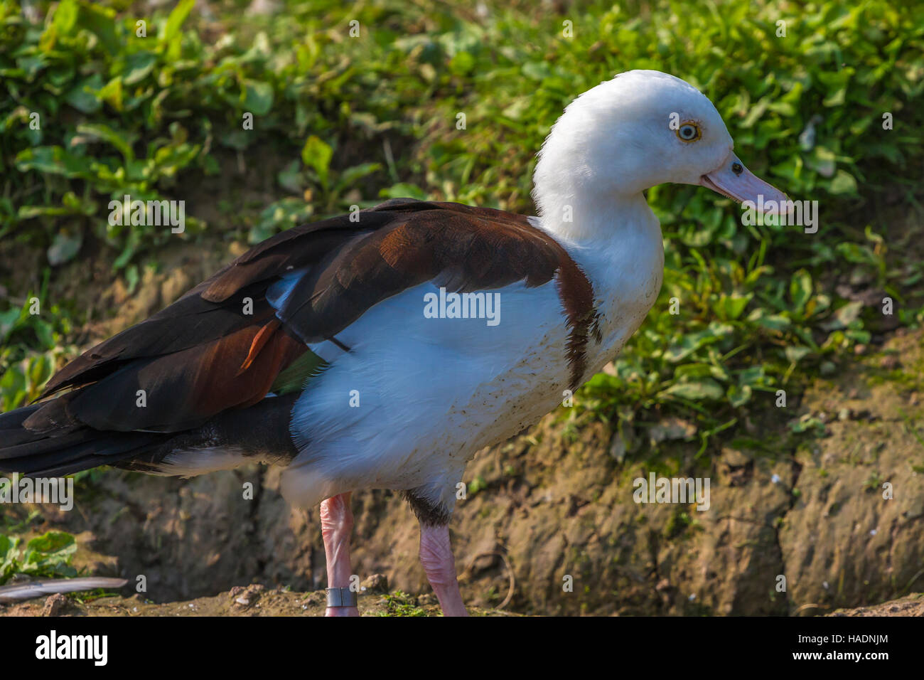 Andean Goose at Slimbridge Stock Photo