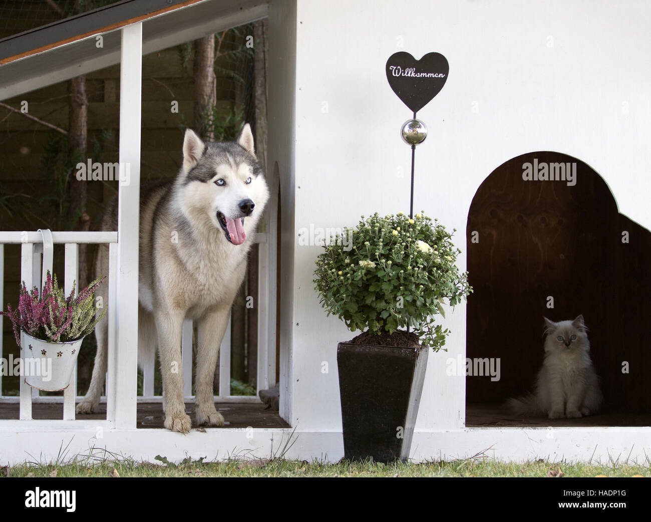 Juvenile Siberian Husky and senior Ragdoll tomcat in a pet house in a ...