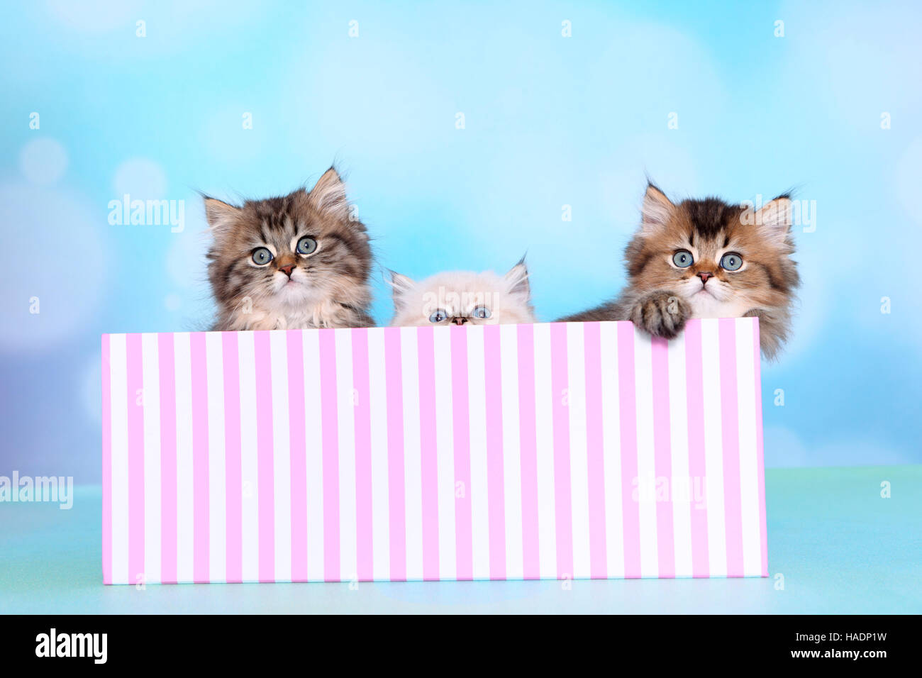 British Longhair. Three kittens (8 weeks old) in a pink-and-white striped box. Studio picture against a blue background Stock Photo