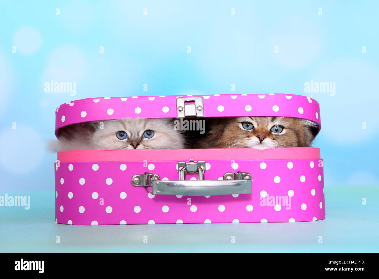 British Longhair. Two kittens (8 weeks old) in a pink suitcase with white polka dots. Studio picture against a blue background Stock Photo