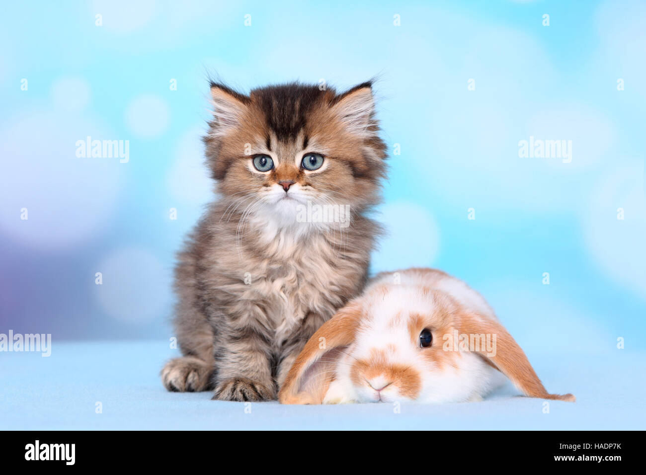 Eight Week Old Lop Rabbit British Longhair and Dwarf lop-eared rabbit. Kitten (8 weeks old) and ...
