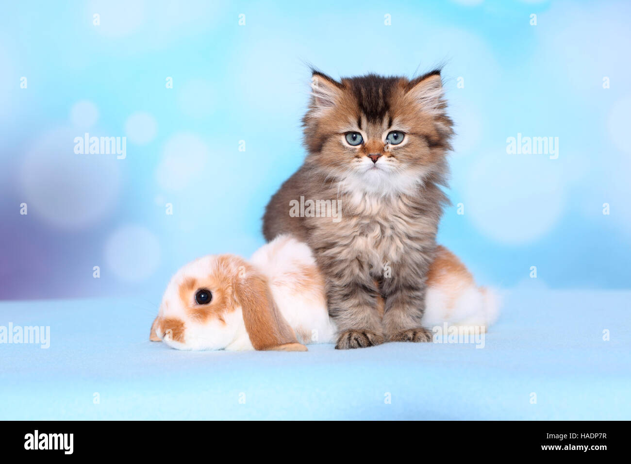 Eight Week Old Lop Rabbit British Longhair and Dwarf lop-eared rabbit. Kitten (8 weeks old) and ...